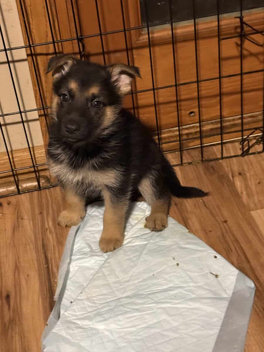 German shepherd puppies ready 12/20/2025 image 8