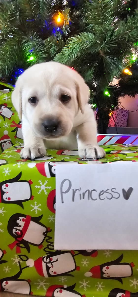 White Yellow Labrador Puppies image 4
