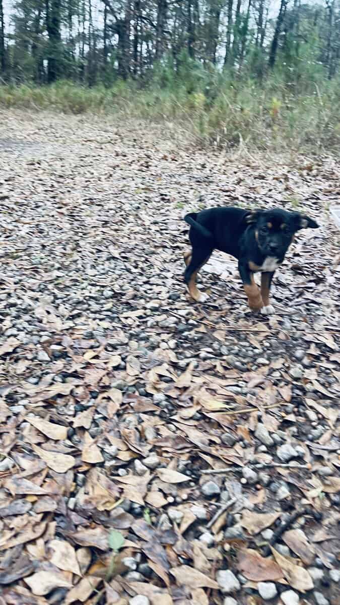 American bully blood hound puppies image 5