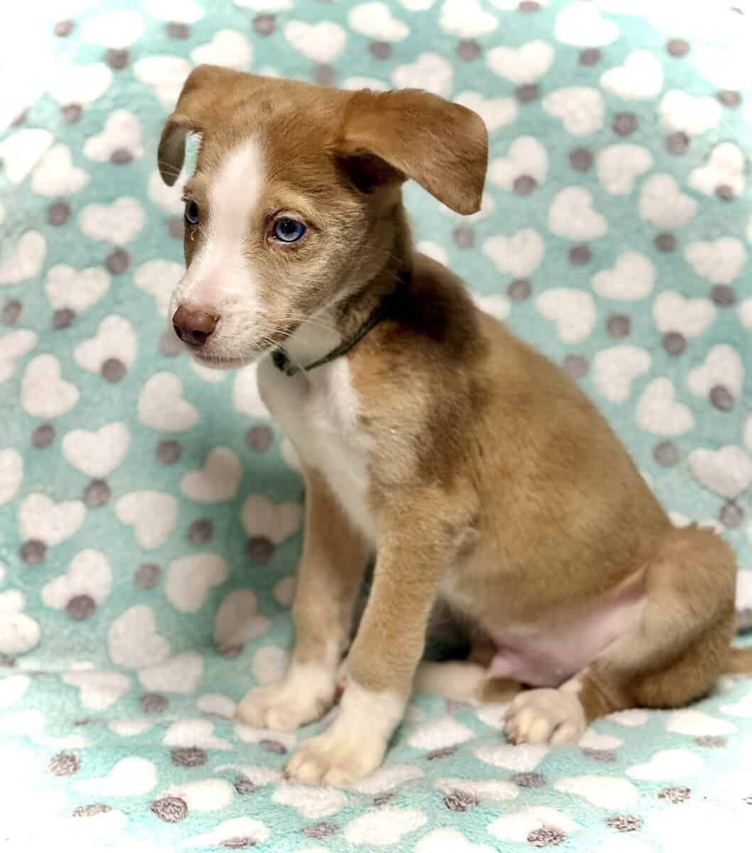 Beautiful Blue-Eyed & Merle Puppies image 7