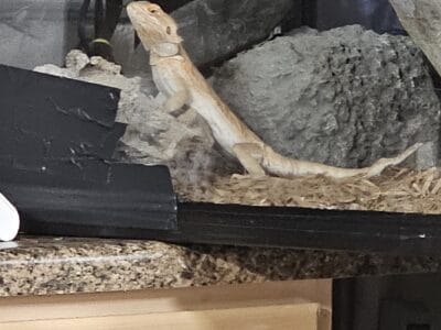 BEARDED DRAGON NEEDS RE-HOMING ASAP IN DETROIT