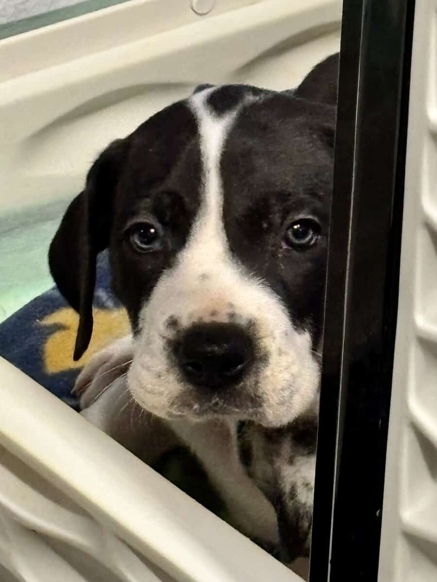 Great Dane puppies image 4