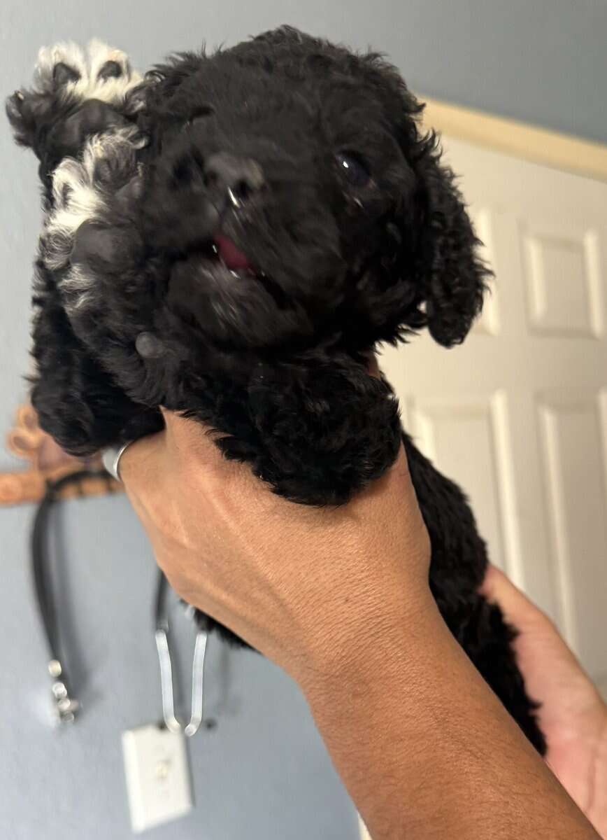 Goldendoodle image 3