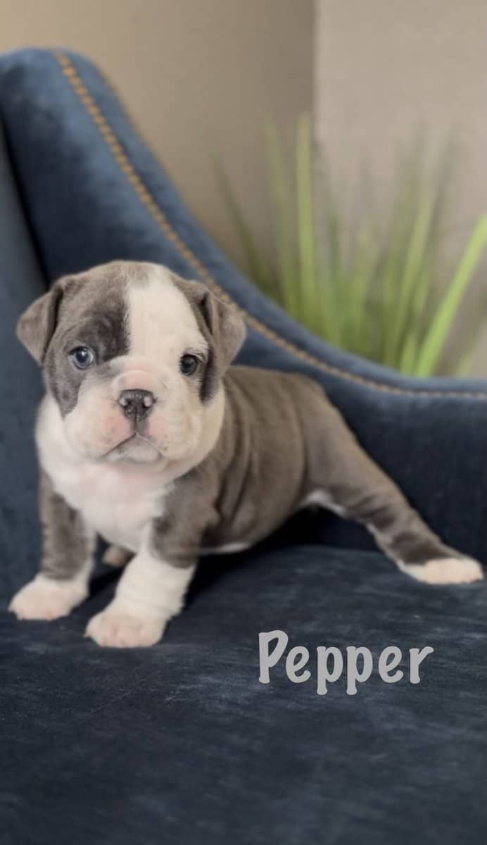 English Bulldog Puppies image 5