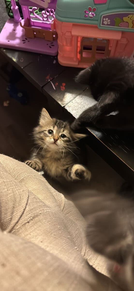Kittens image 3