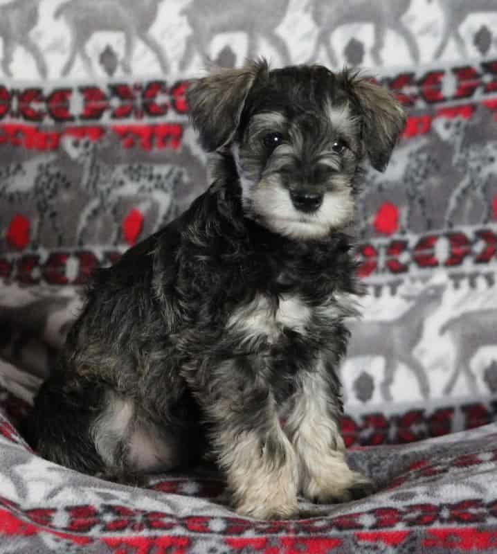 Miniature Schnauzer Puppies! image 6
