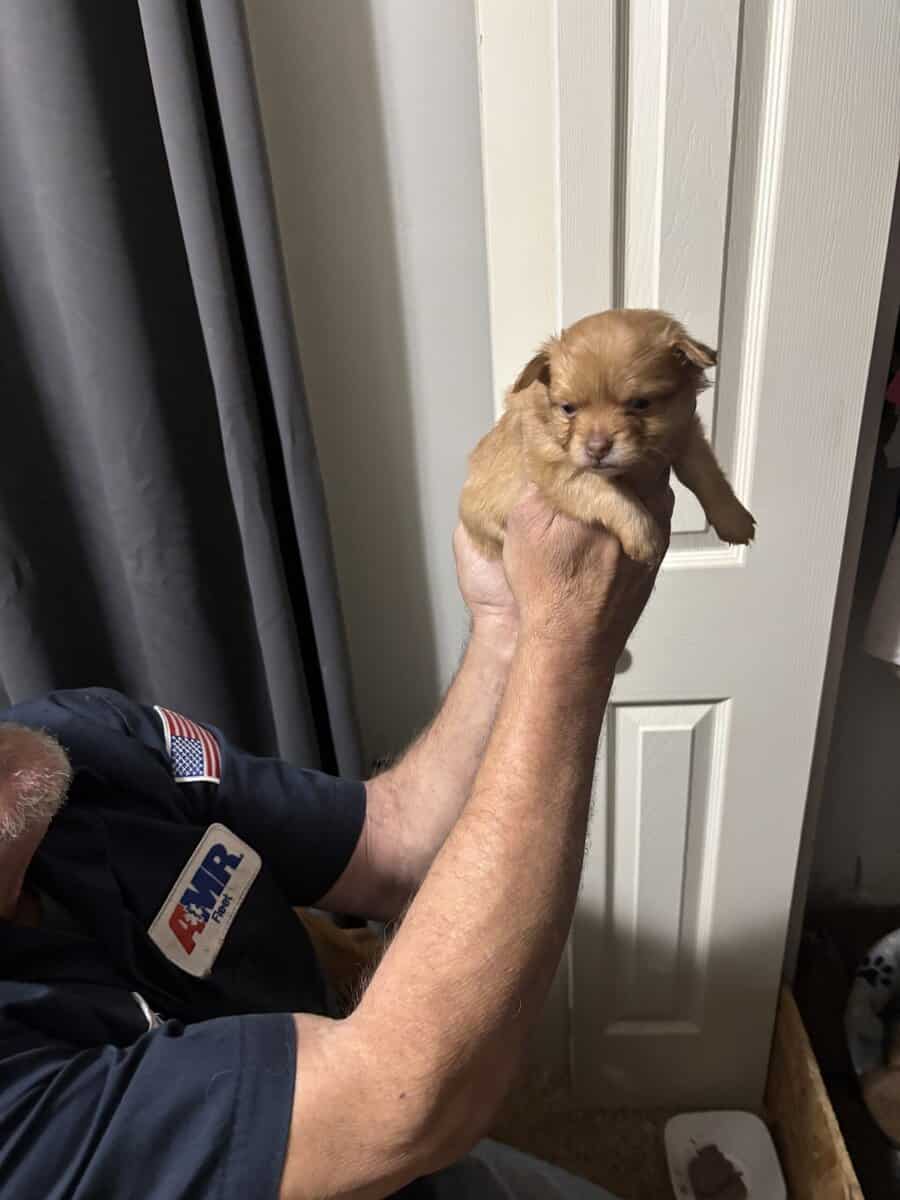 Pom/Chi puppies image 1