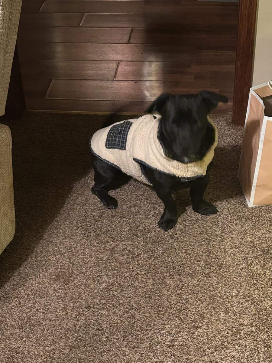 4 year old jack russell lab image 1