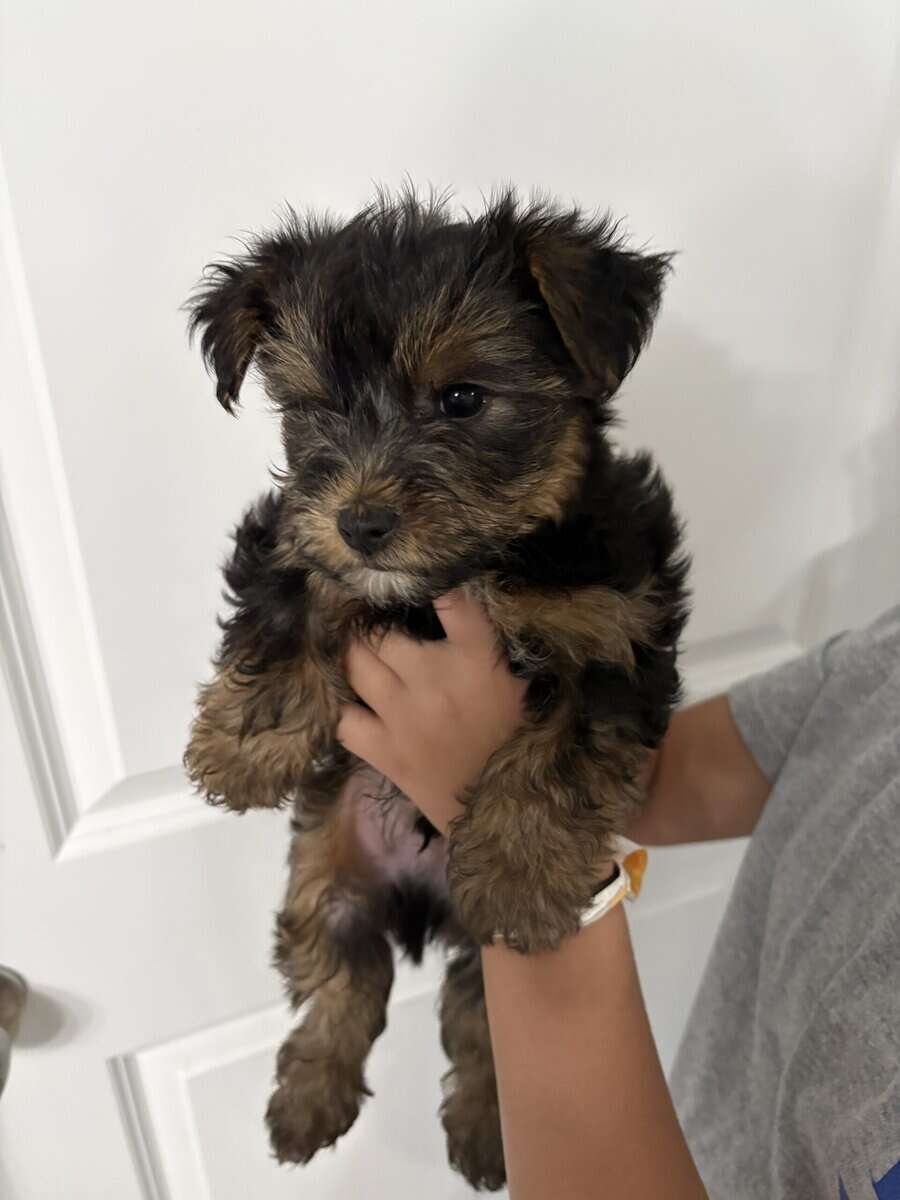Yorkies image 7