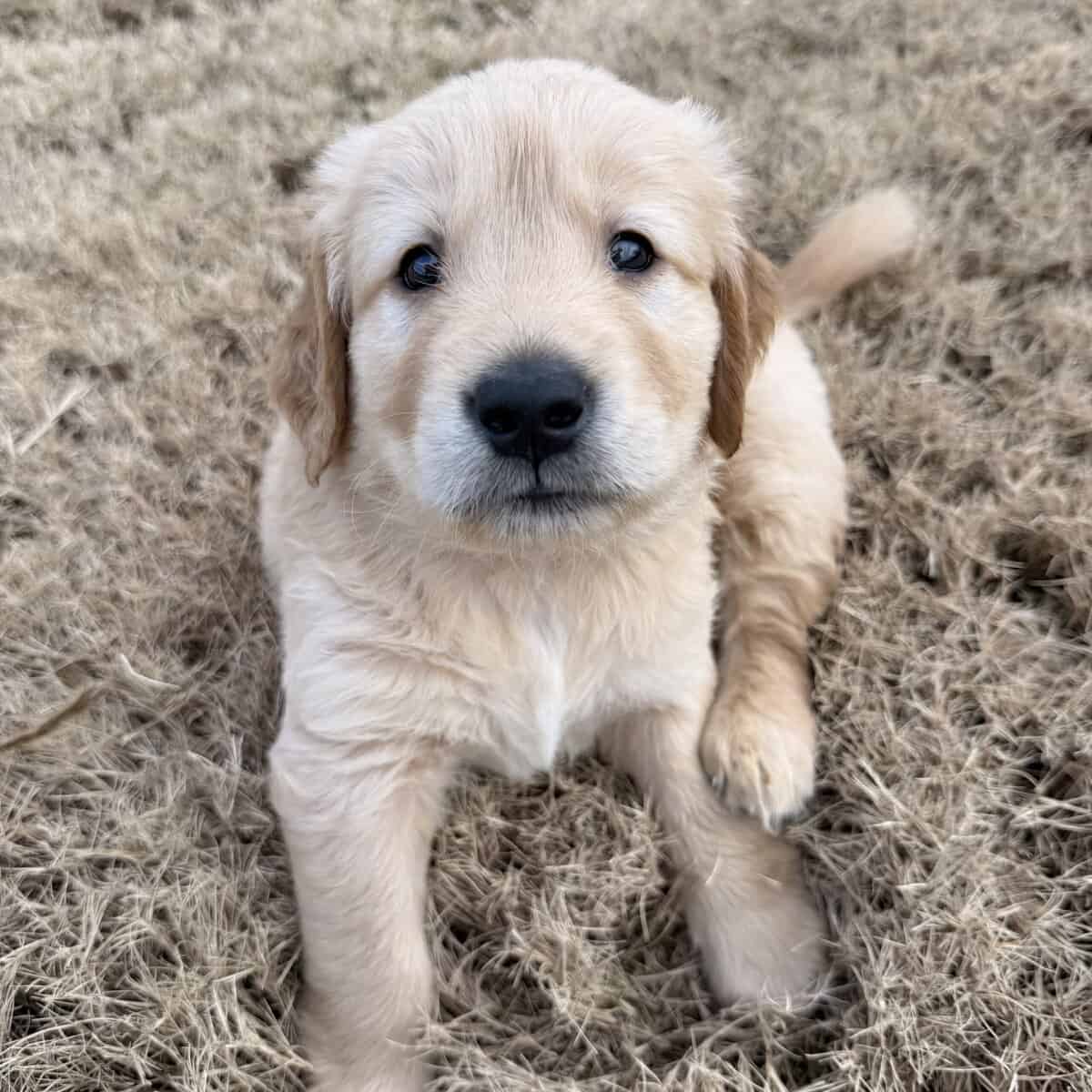 Golden Retriever Puppies image 1