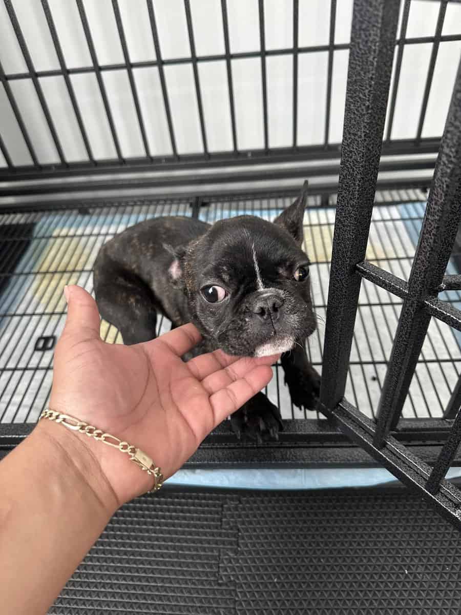french bulldog image 3