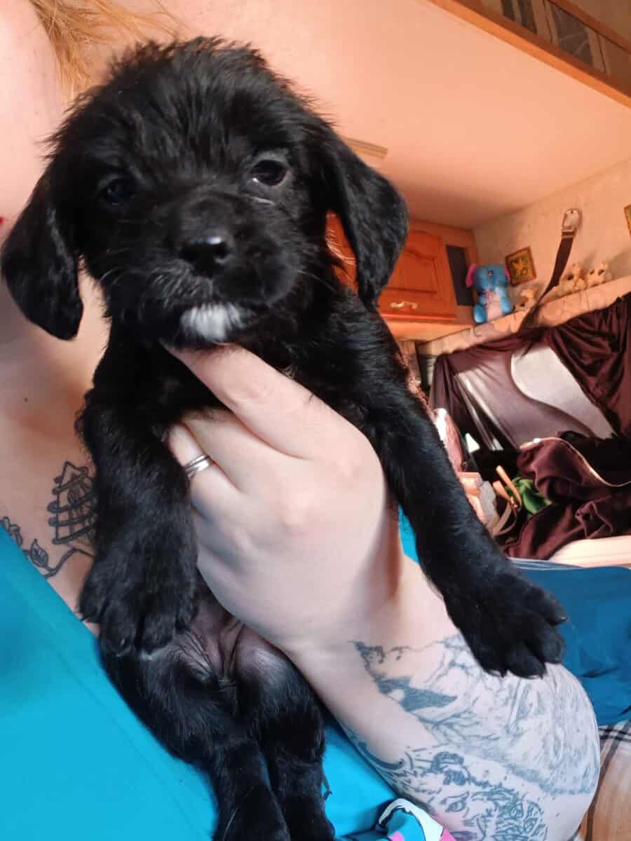 4 puppies available image 2