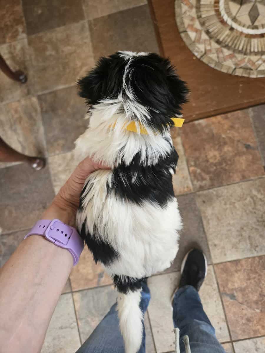 Female German Yorkie (Biewer Terrier puppy) image 4