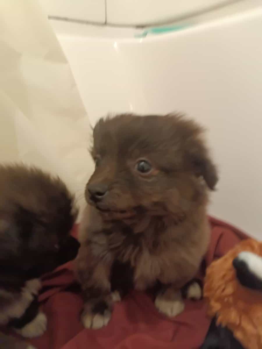 Porkies (pomeranian and Yorkie) image 4