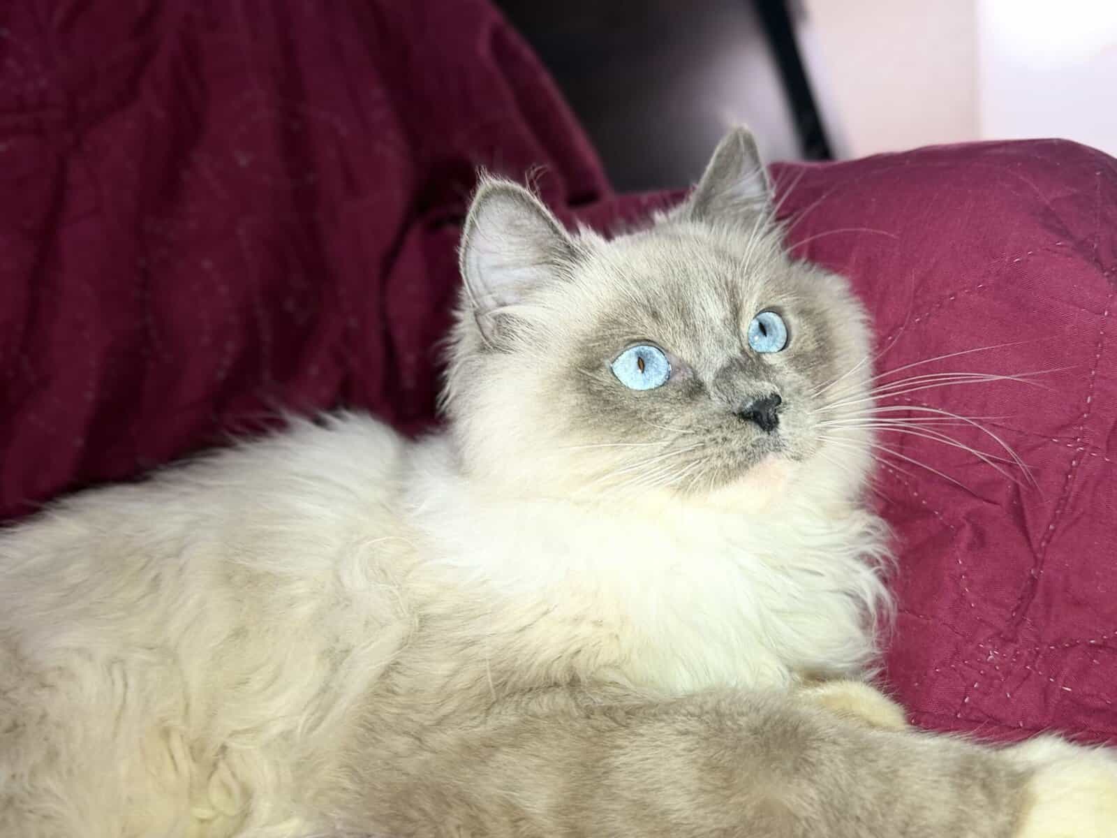 Pure Bred Rag doll Kitten named Pepsi image 19