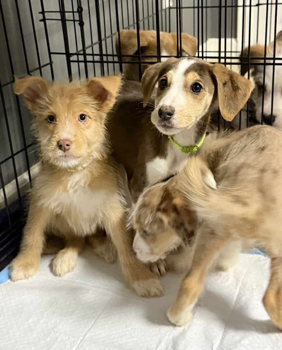 Beautiful Blue-Eyed & Merle Puppies image 1