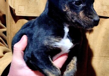 Chihuahua/Jack Russell Pup