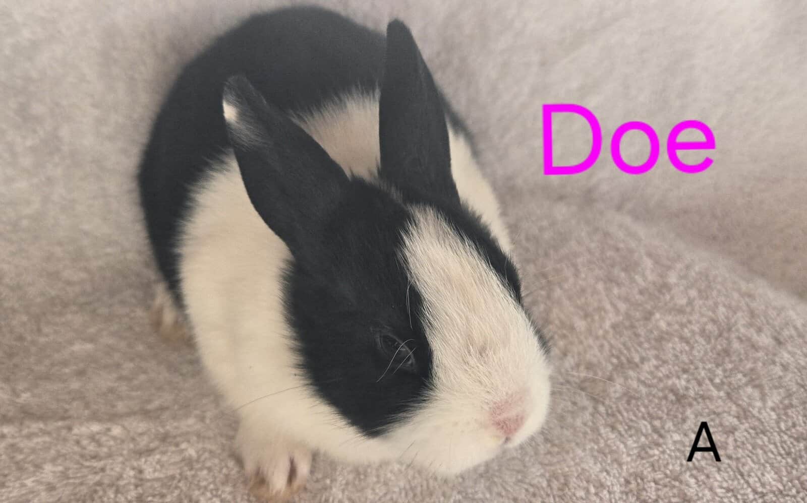 Baby Dutch Rabbits for Christmas...Ready Dec 15 image 1