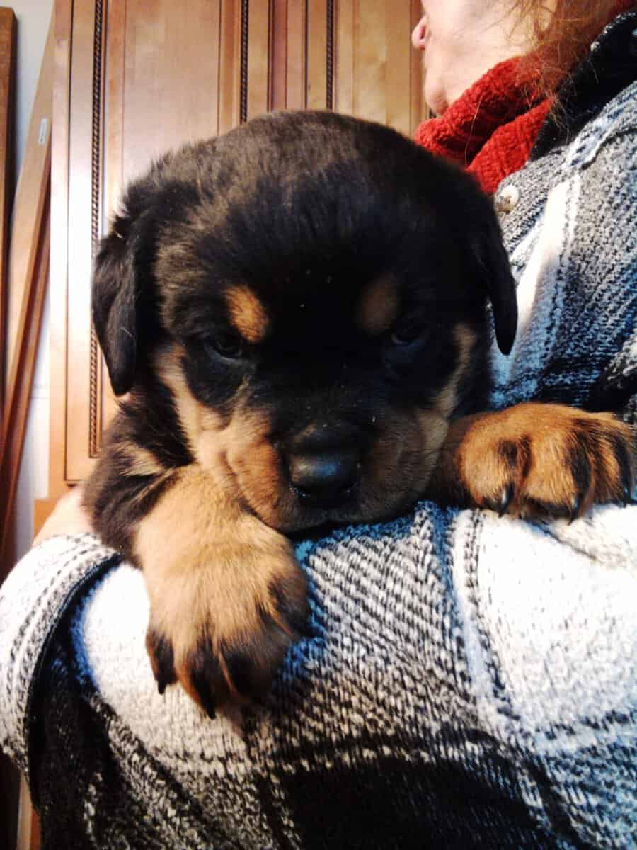 Rottweiler puppies image 2