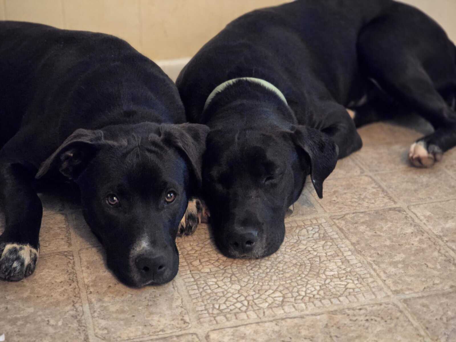 10 young mutts in search of forever homes image 20
