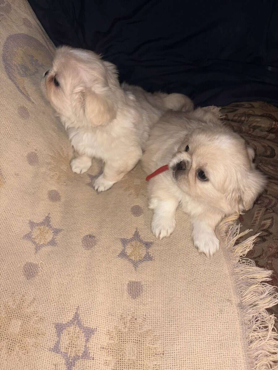 Pekingese puppies image 7
