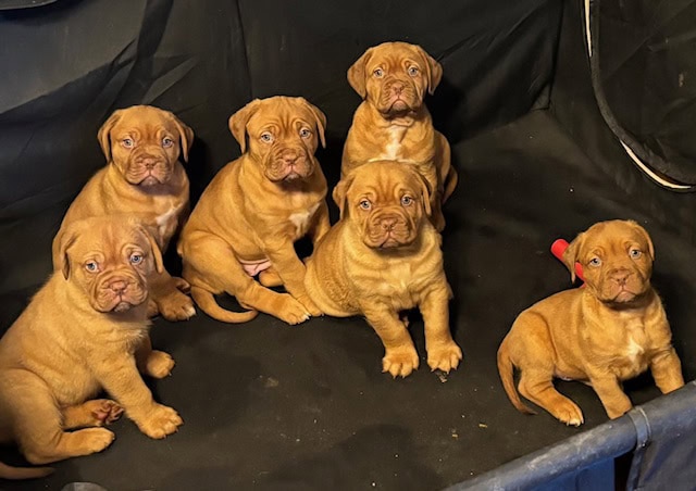 Champ BL/ 8 week old Dogue De Bordeaux pups image 1