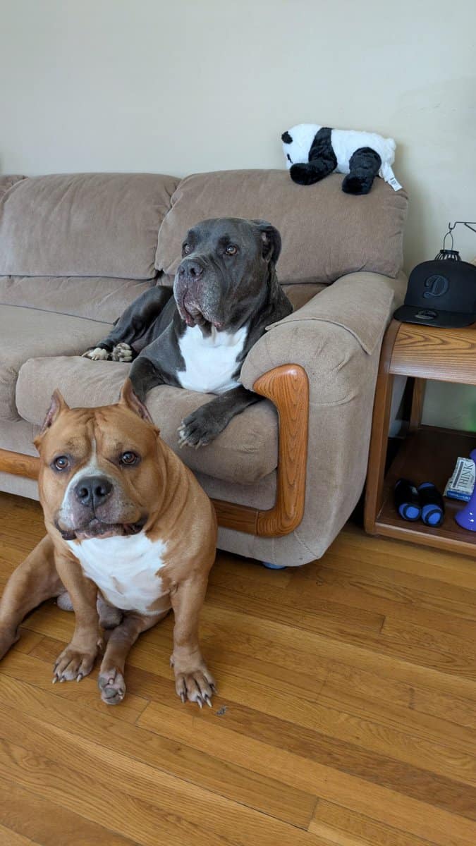 Rehoming 2 dogs asap image 1