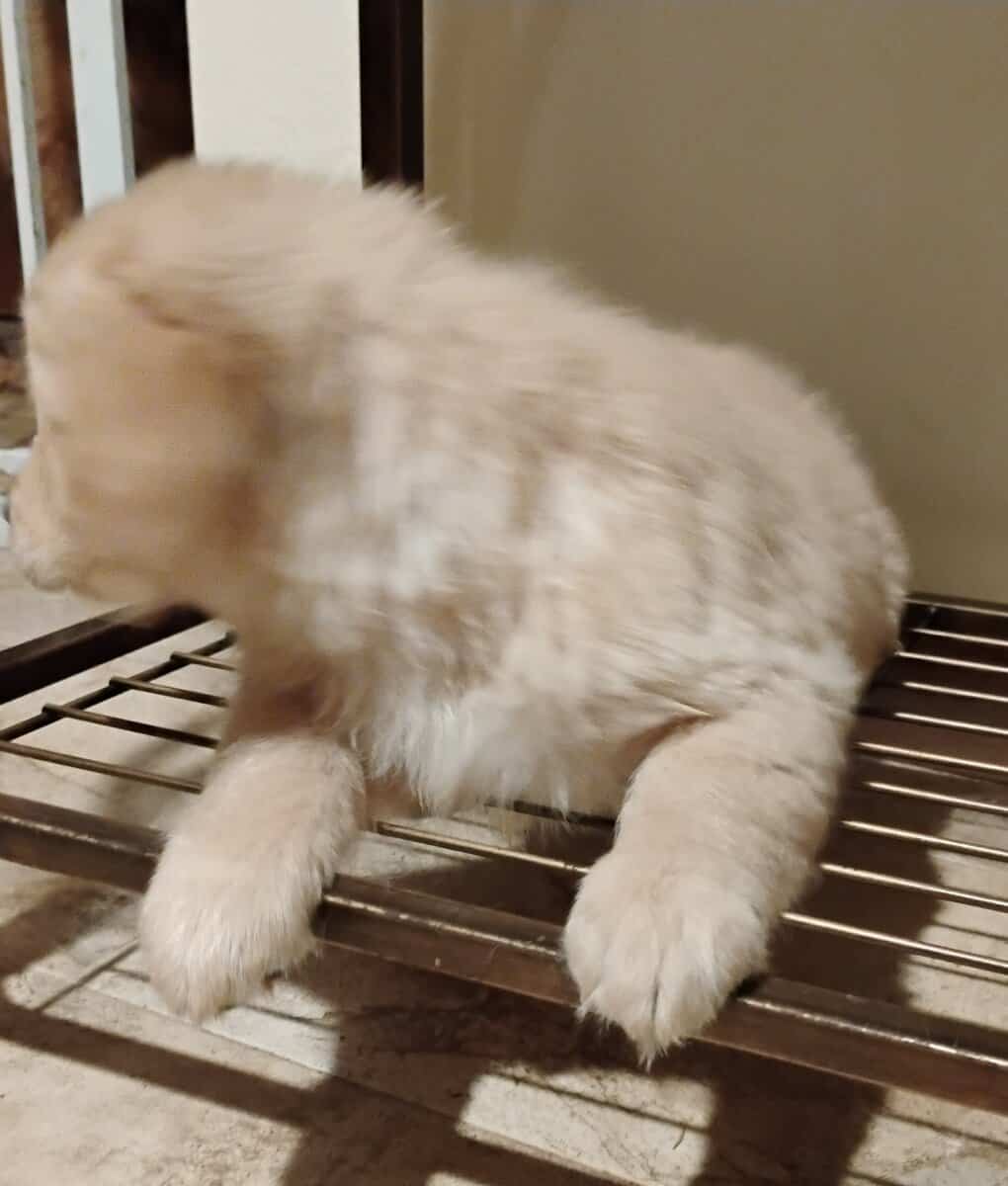 Golden Retriever puppies image 4