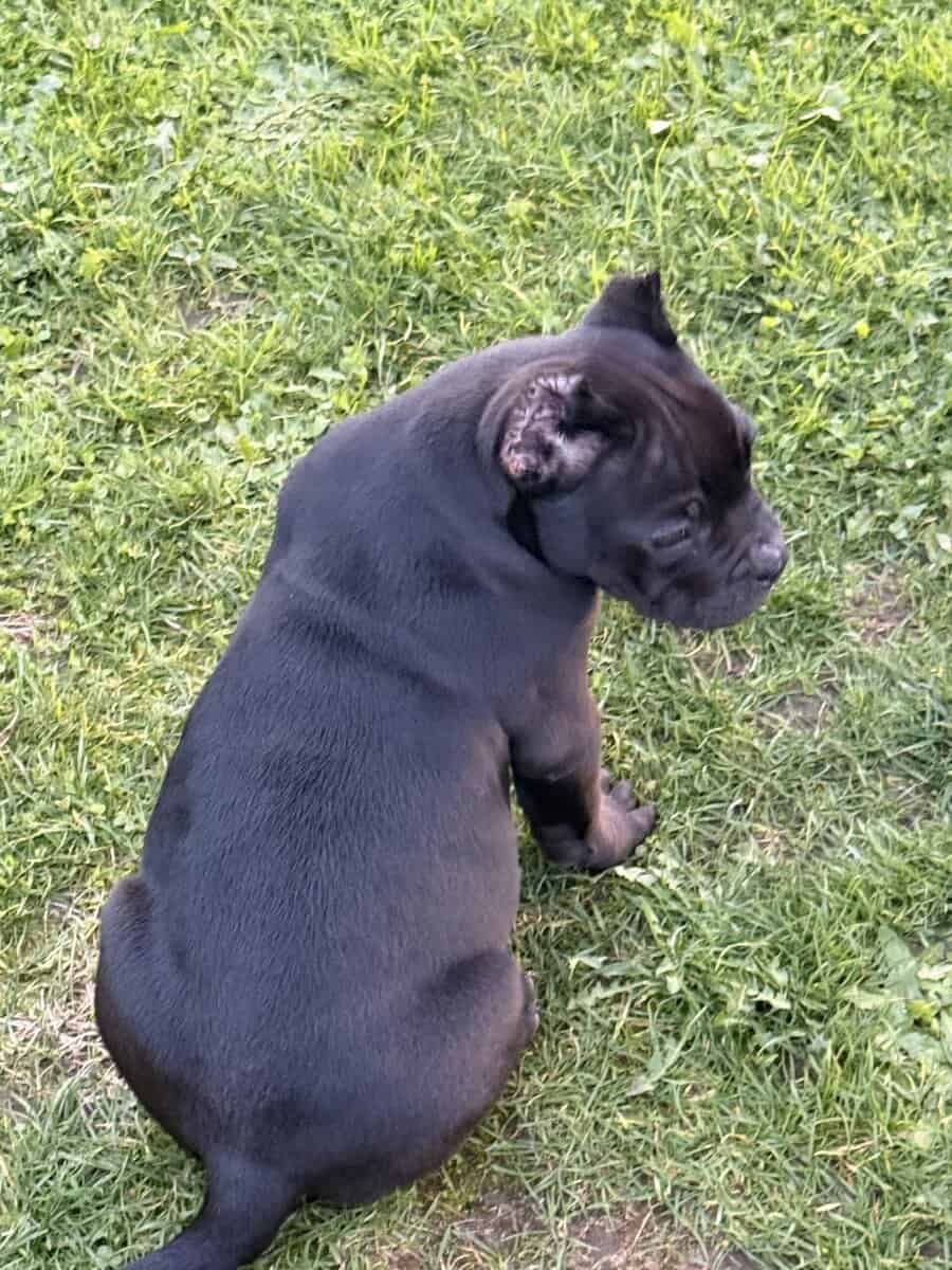 Exotic hybrid bully puppies image 8