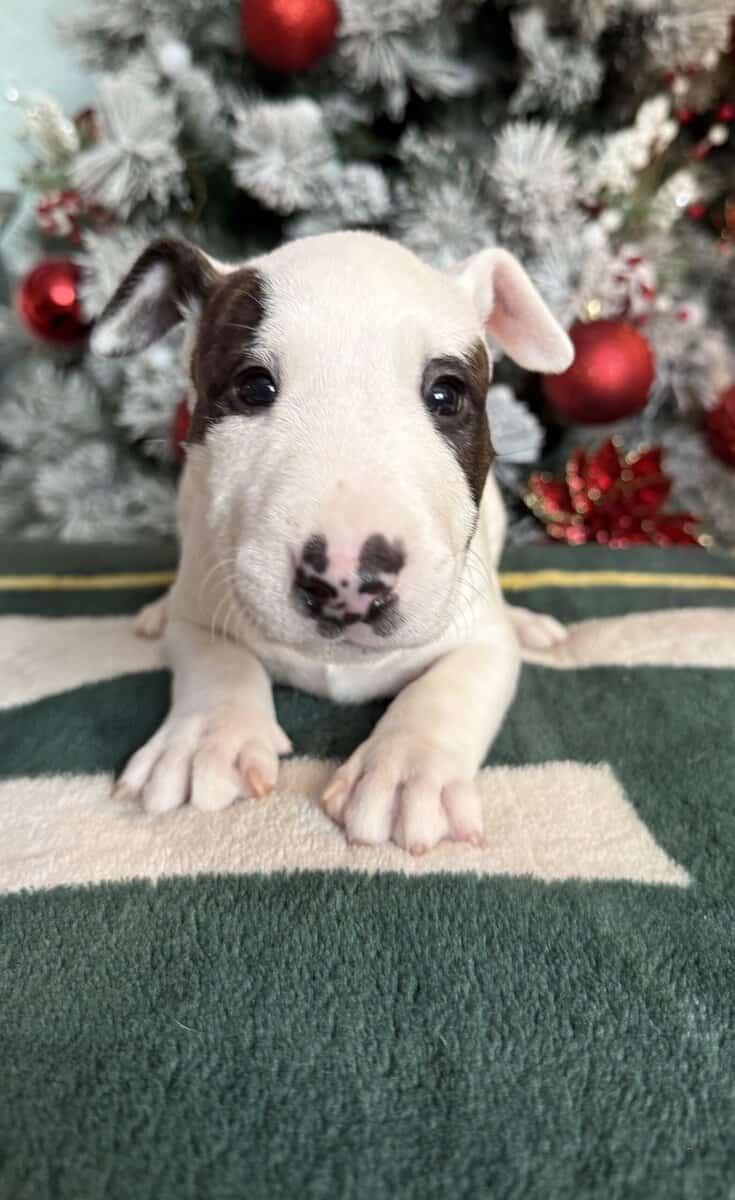 AKC Bull Terrier Puppies image 2