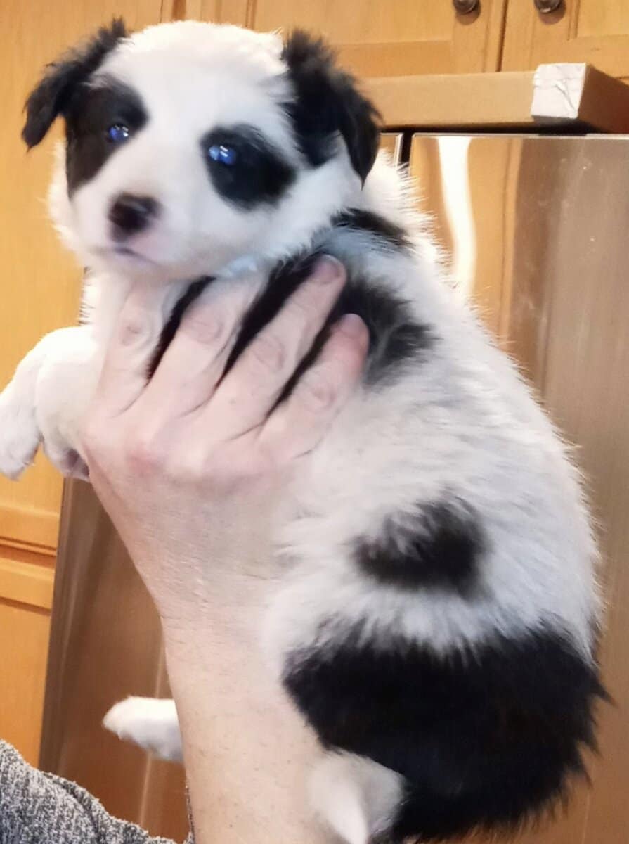 Christmas Puppies!!!...4 sold, 5 females left!!!.. image 10