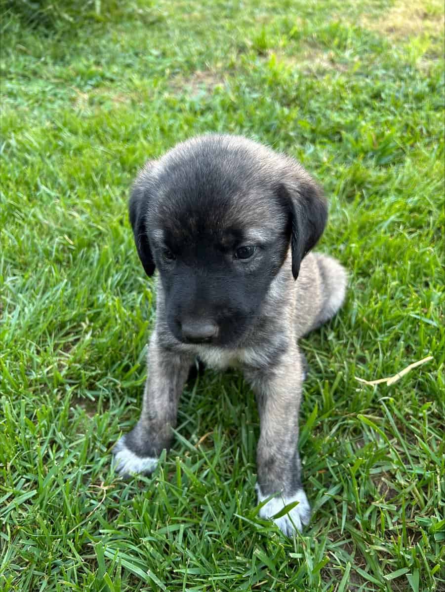 Anatolian Shepherds image 8