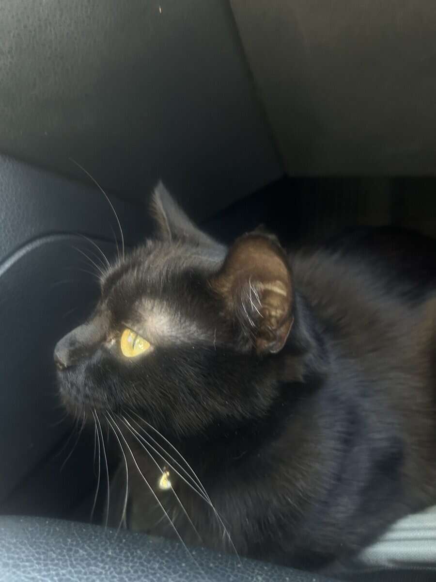 Female cat needs to be rehomed image 4