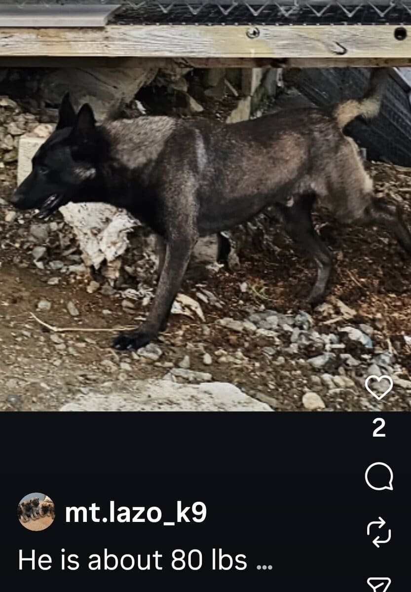AKC BELGIAN MALINOIS PUPS image 9