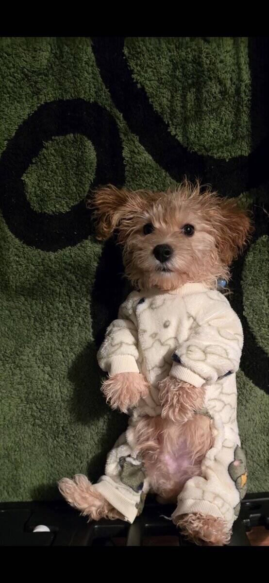 12 WK OLD MALE COCKAPOO image 4