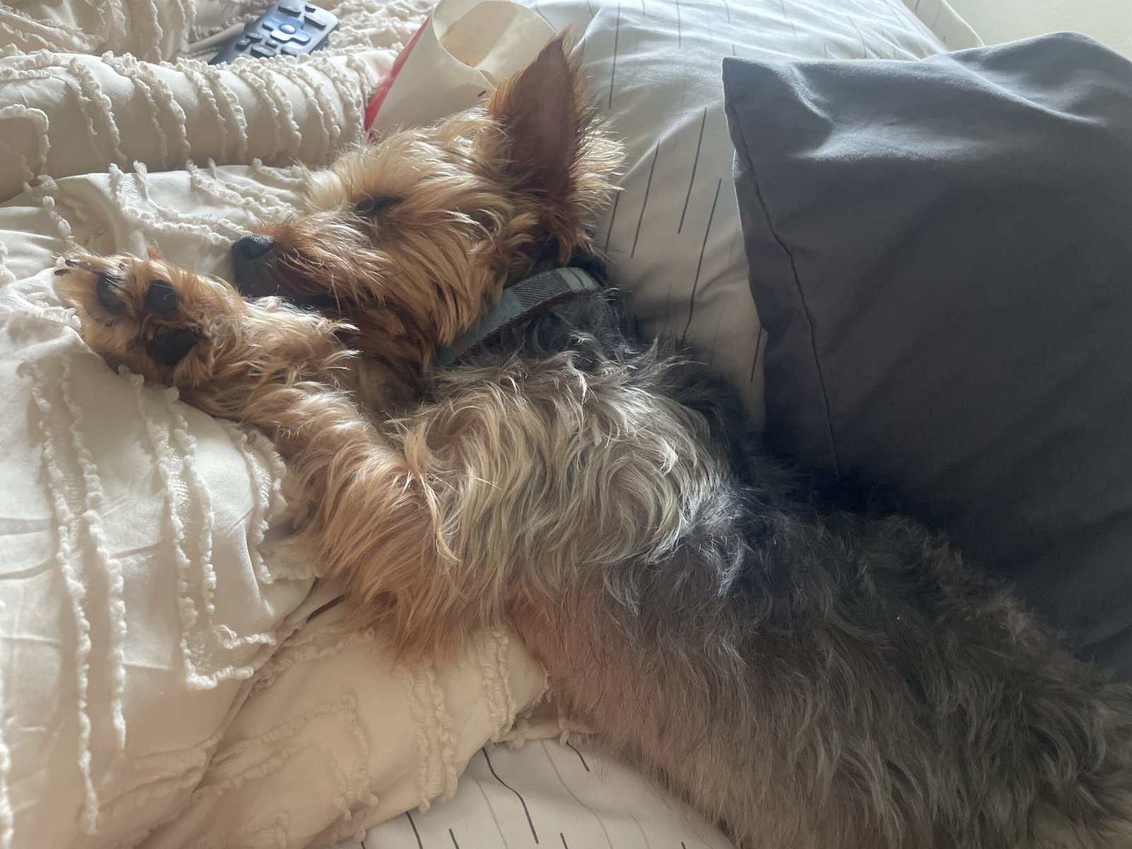 Rehome Yorkie Dog image 3
