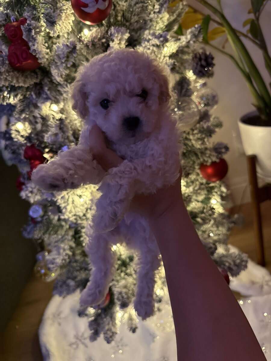 Pure Maltipoo Puppy for sale image 1
