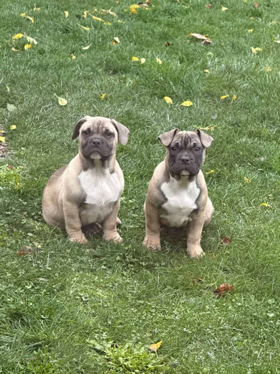 Exotic hybrid bully puppies image 2