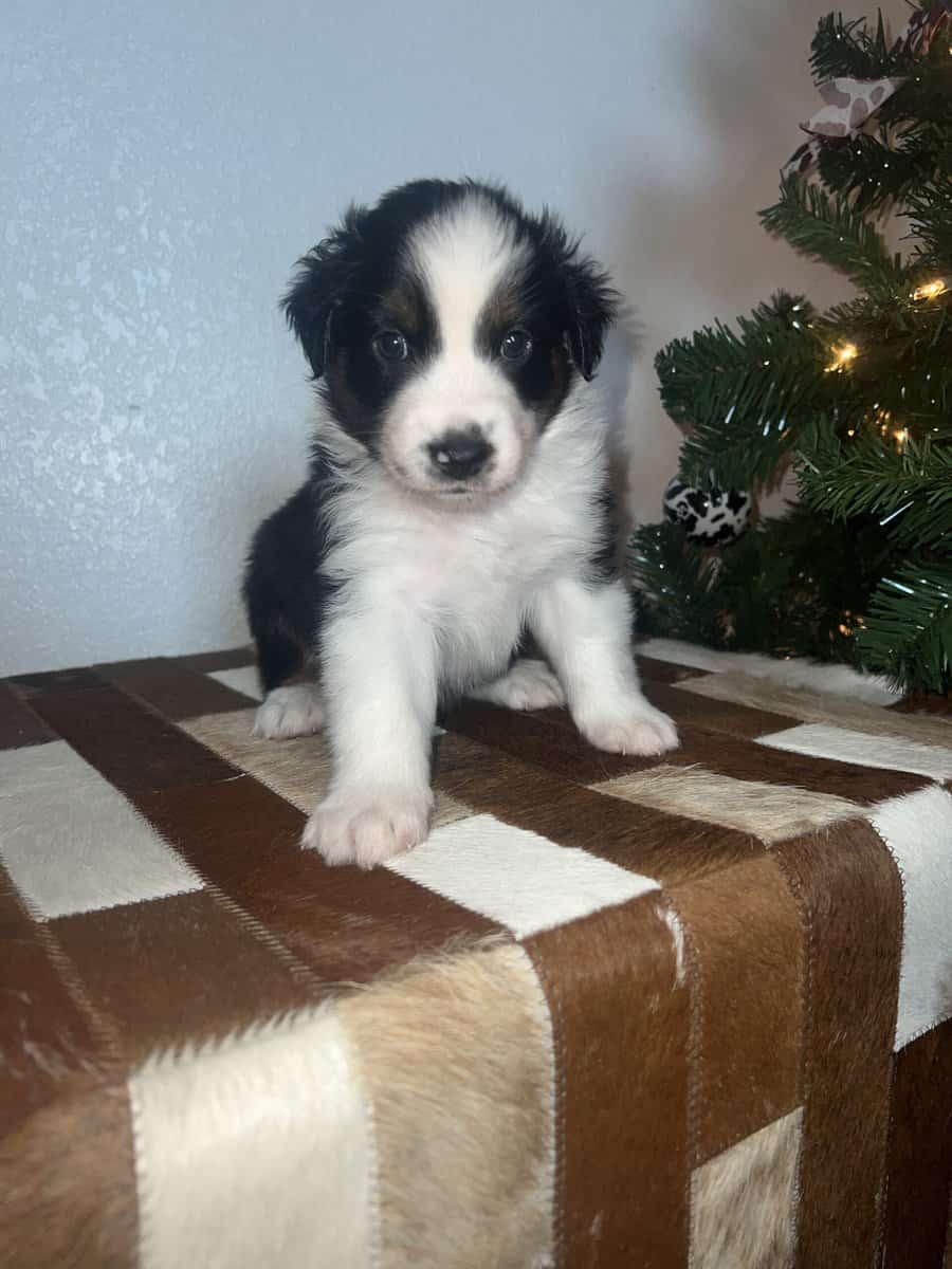 Toy/mini Aussie image 1