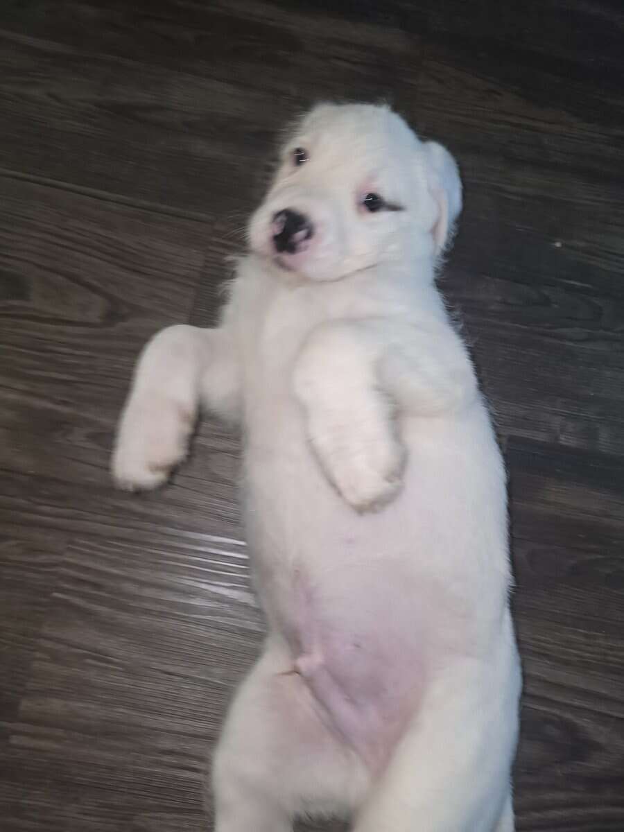 Christmas puppies 5 American bulldog st Bernice mi image 7