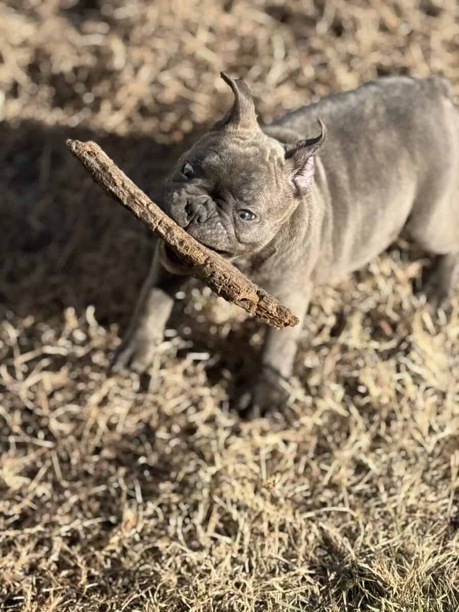 Purebred French bulldog pups image 2