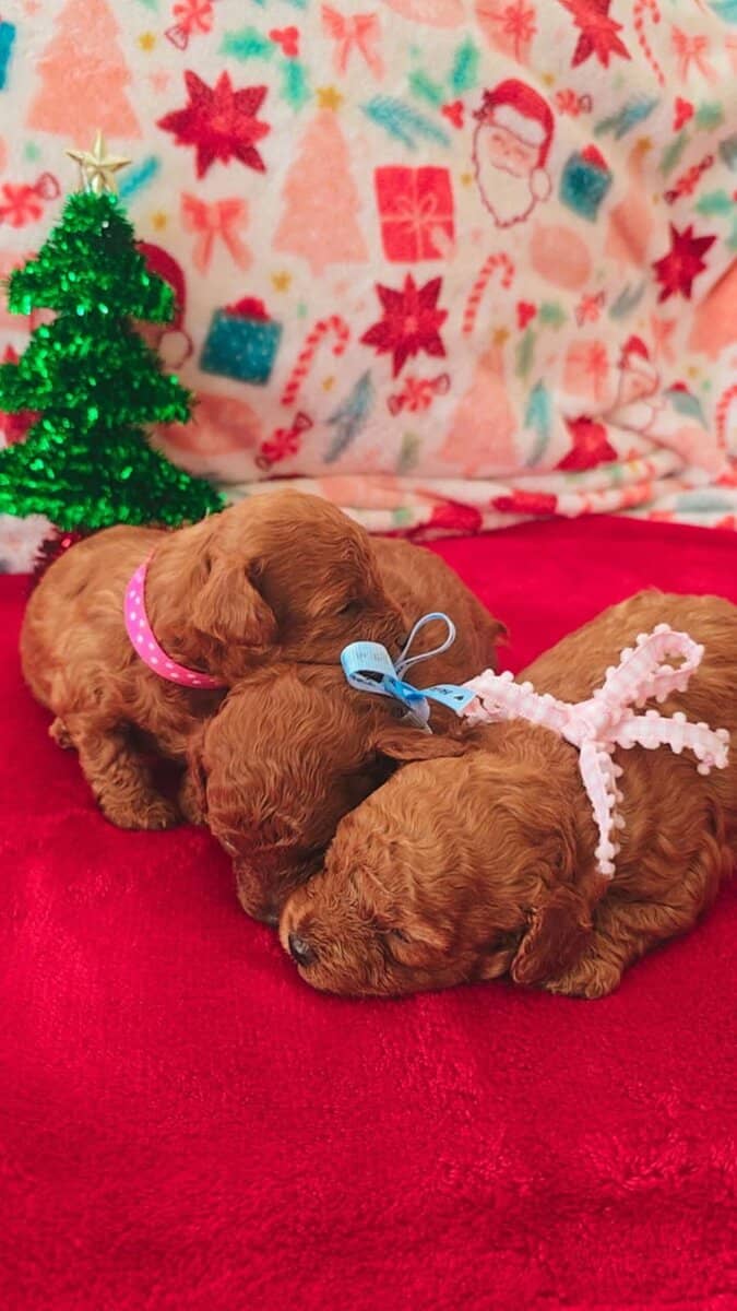 Toy Poodle image 1
