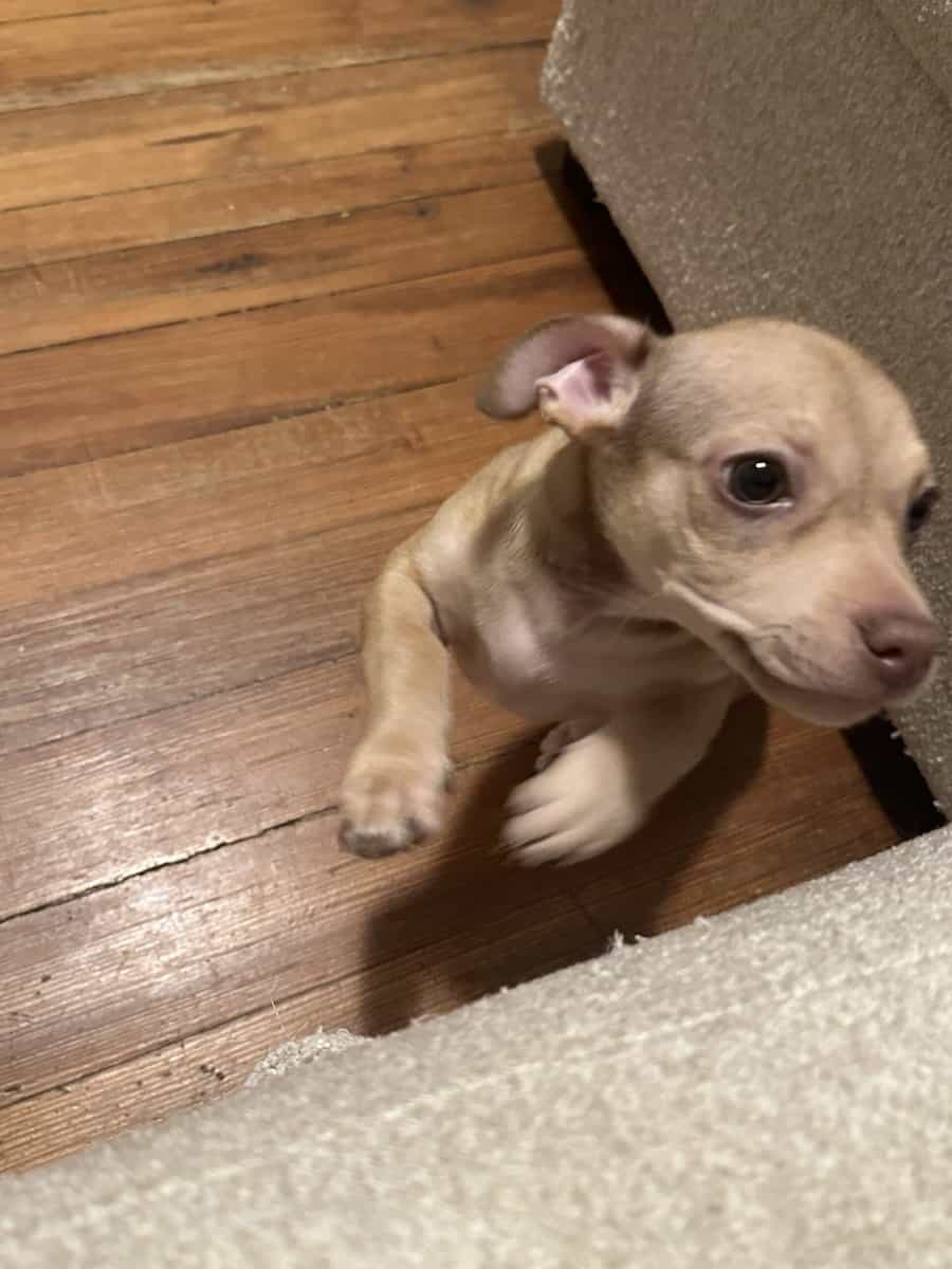 Meet Caramel image 3