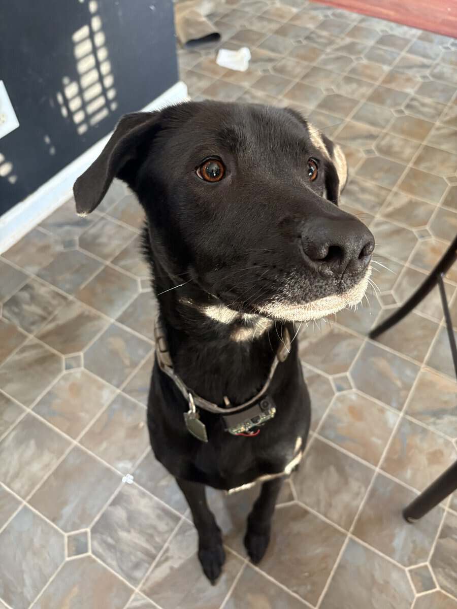 Lab Mix image 3