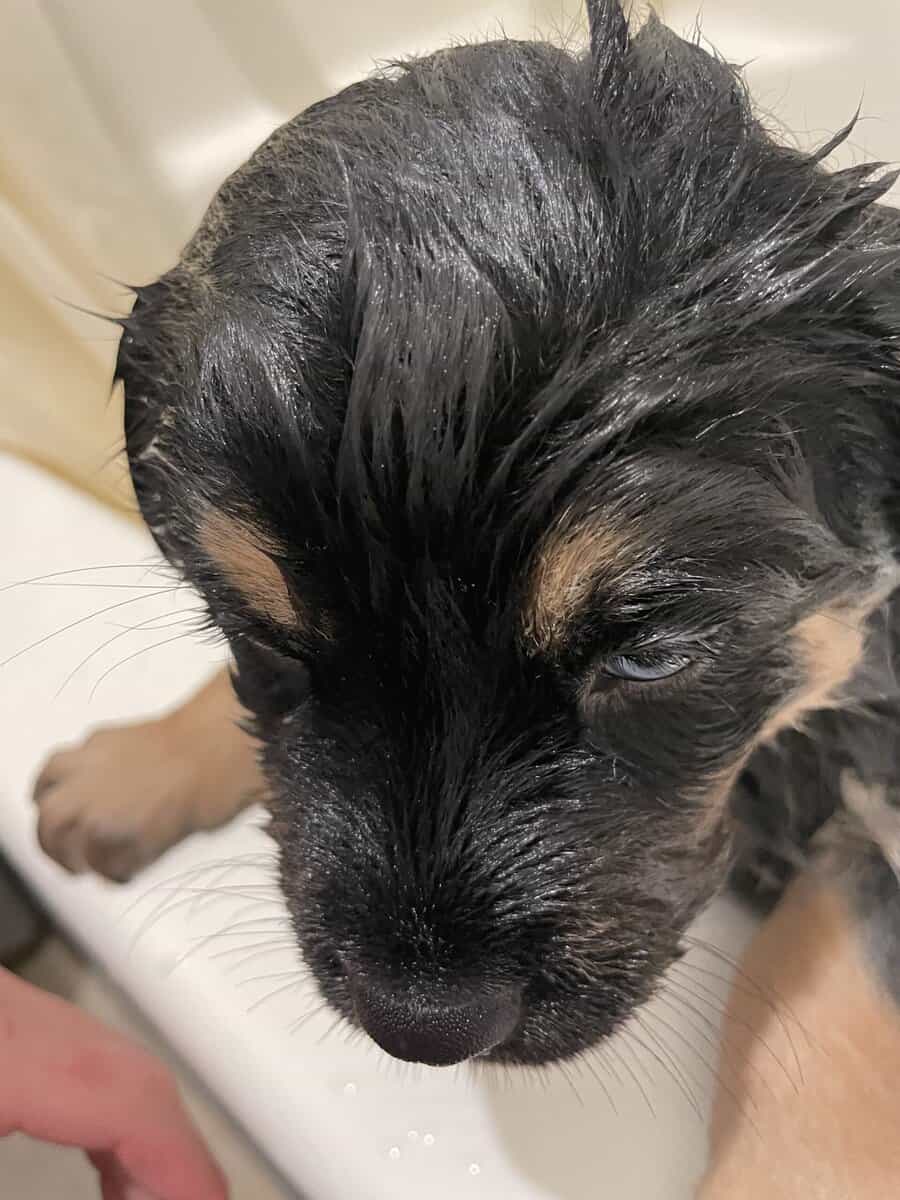 Husky/ Rottie mix image 3