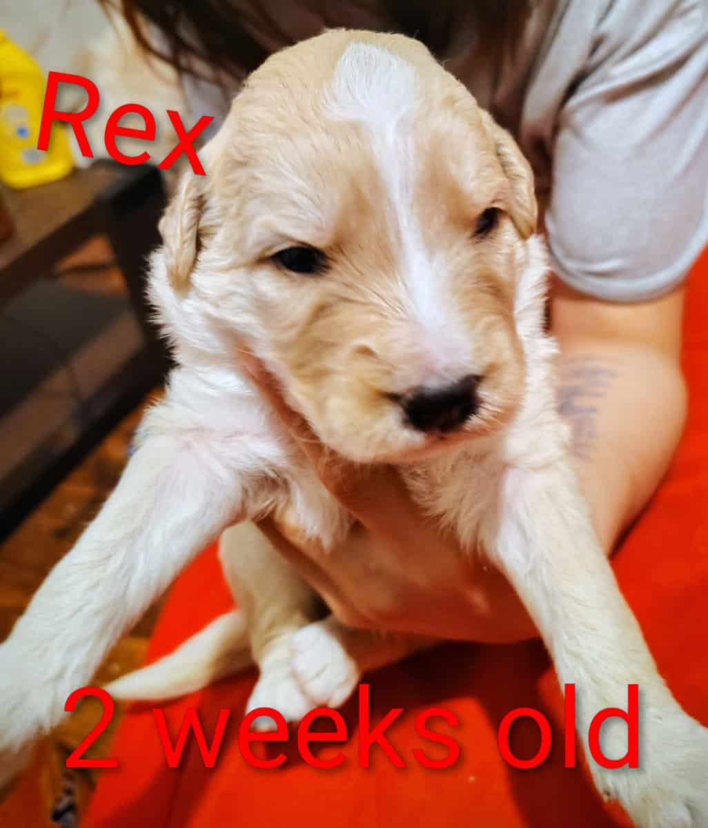 Puppies for sale image 8