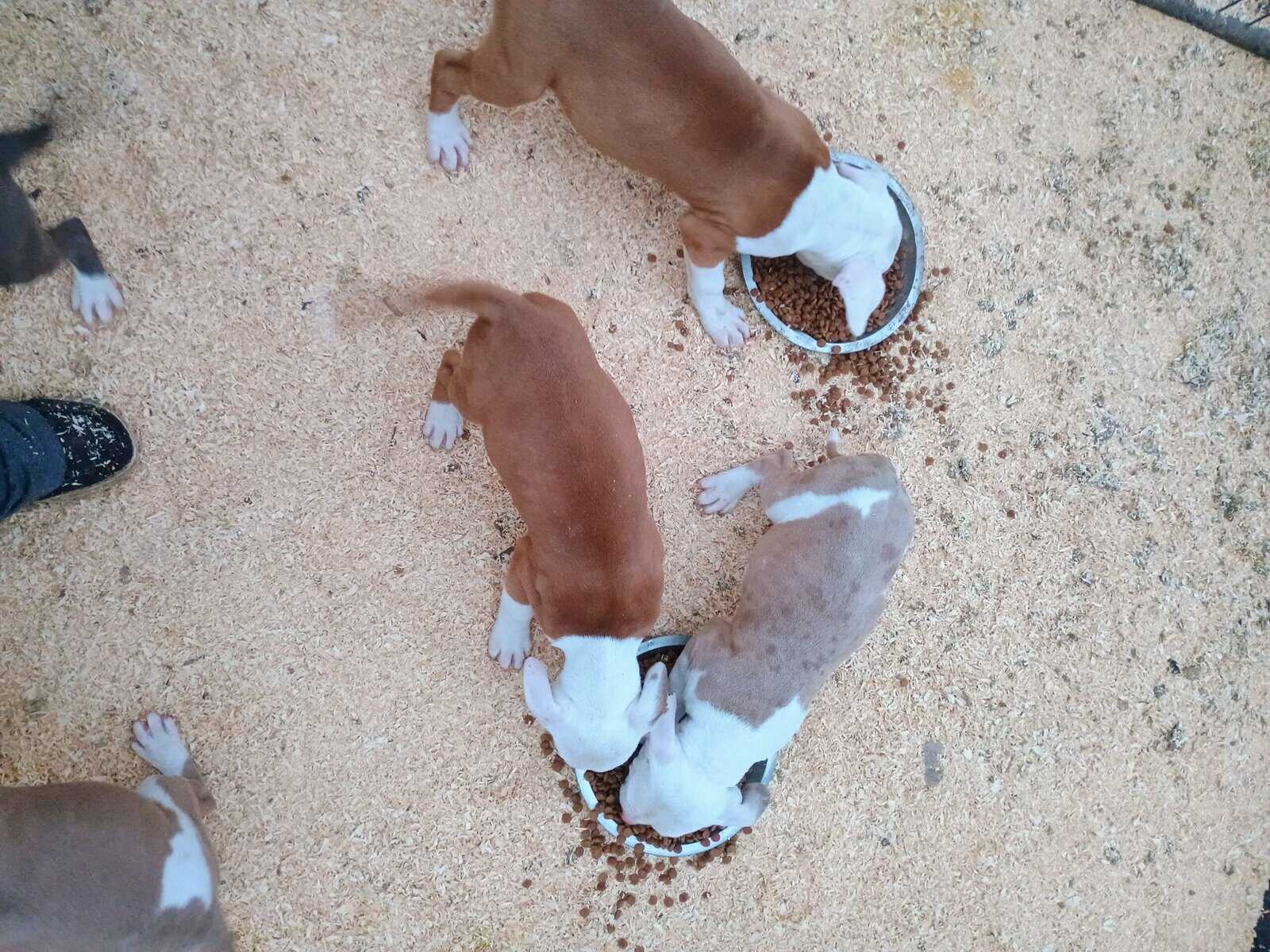 Pitbull pups image 6