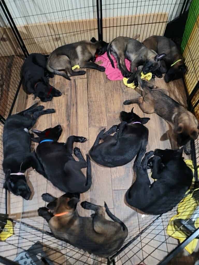 Belgian malinois pups image 20