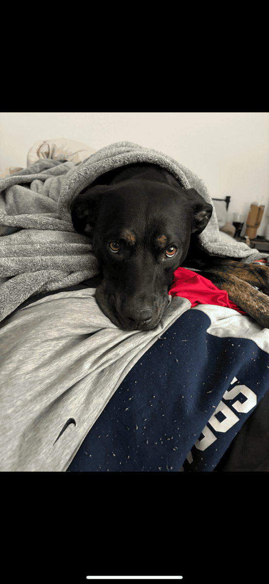 Rehoming Laila image 3