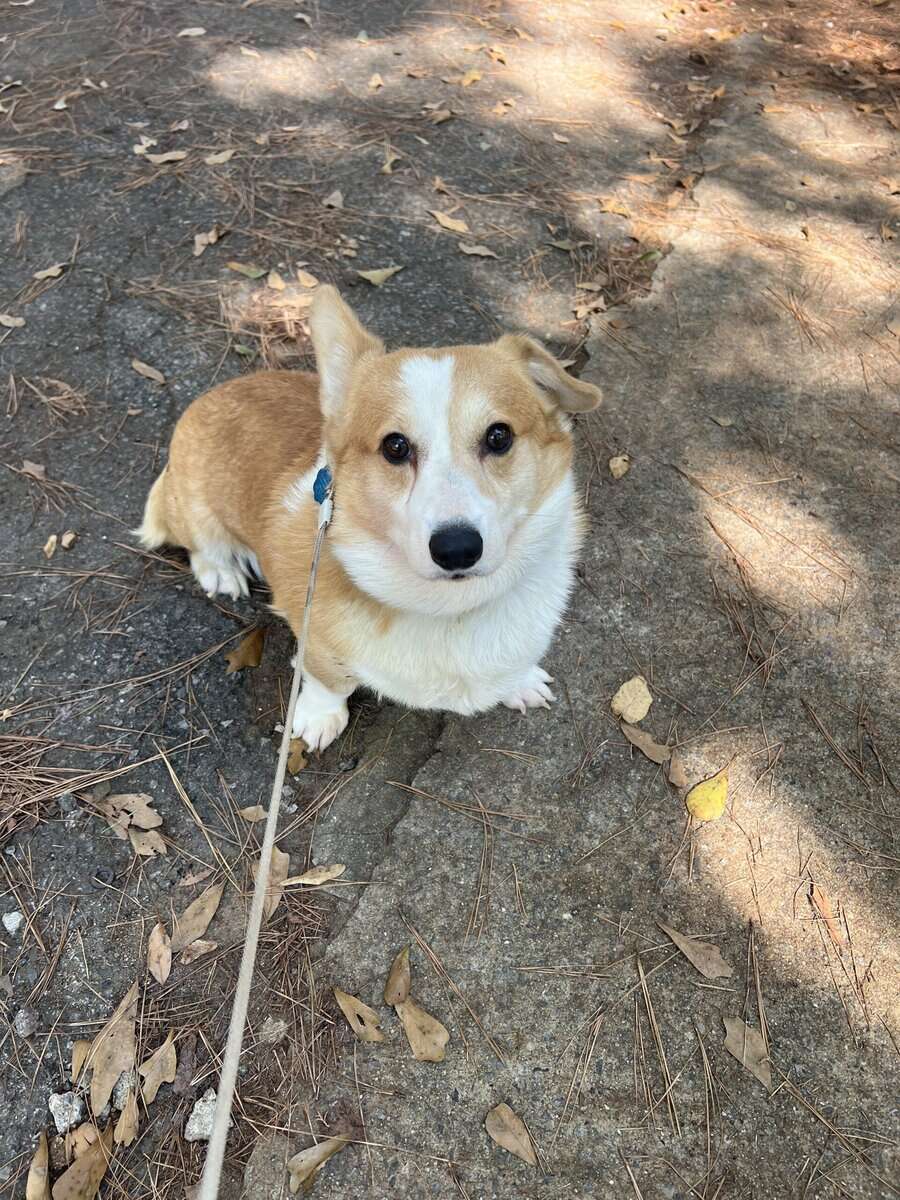4yr old male corgi “Freddie” image 2